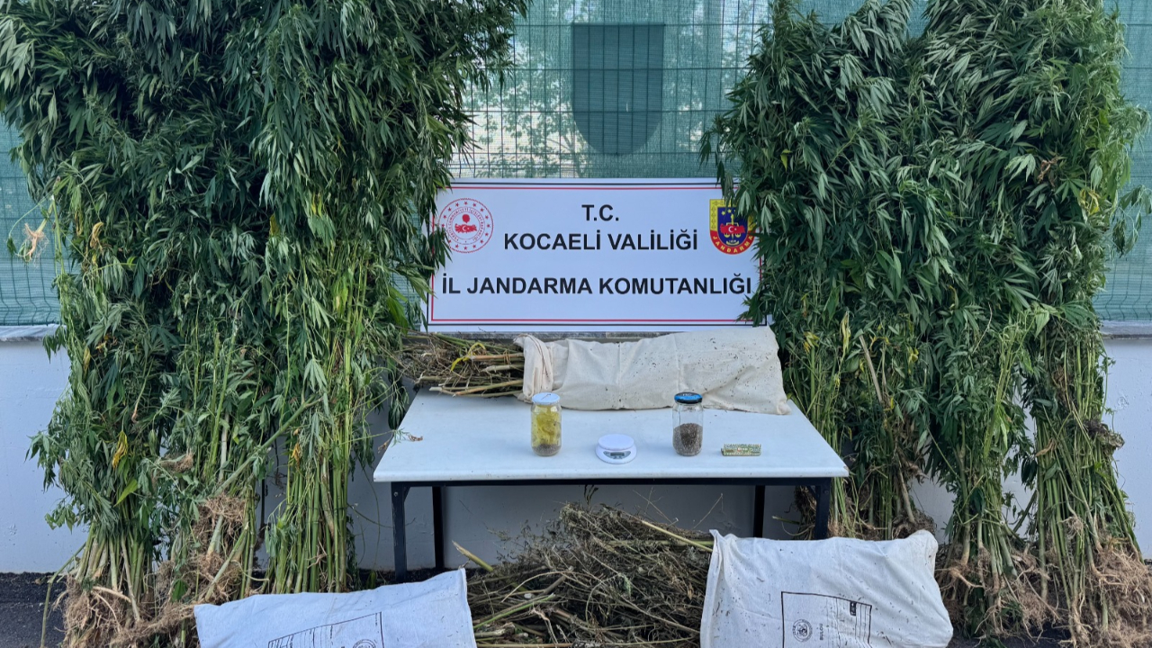 12 Kilo esrar, 583 kilo kenevir ele geçirildi
