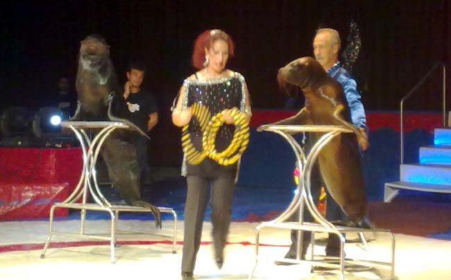 Gebze Center'daki sirk ayakta alkışlandı
