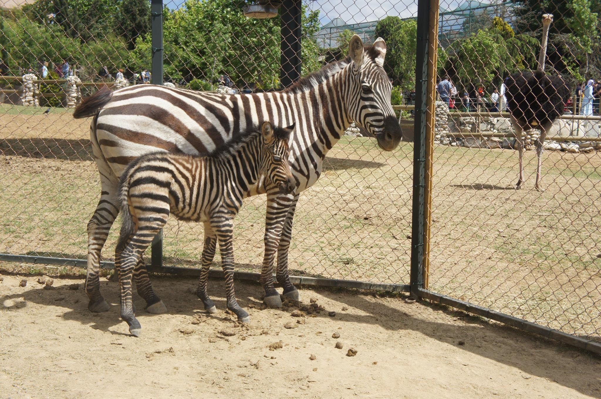 Yavru Zebra'ya isim aranıyor!