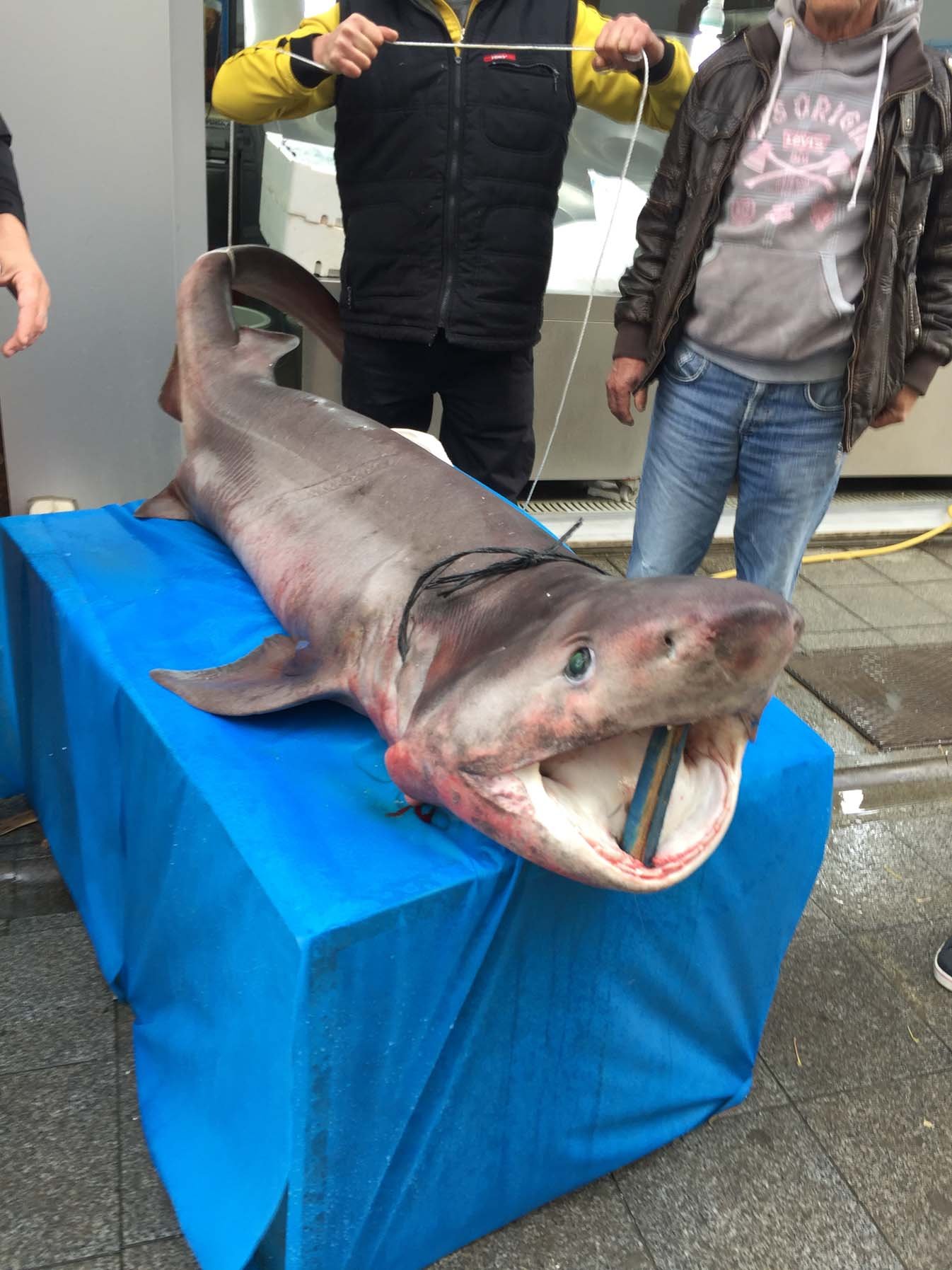 Darıca Sahili'nde 3,5 metrelik köpekbalığı yakalandı
