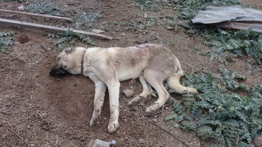 Köpeğini vuran komşusundan şikayetçi oldu