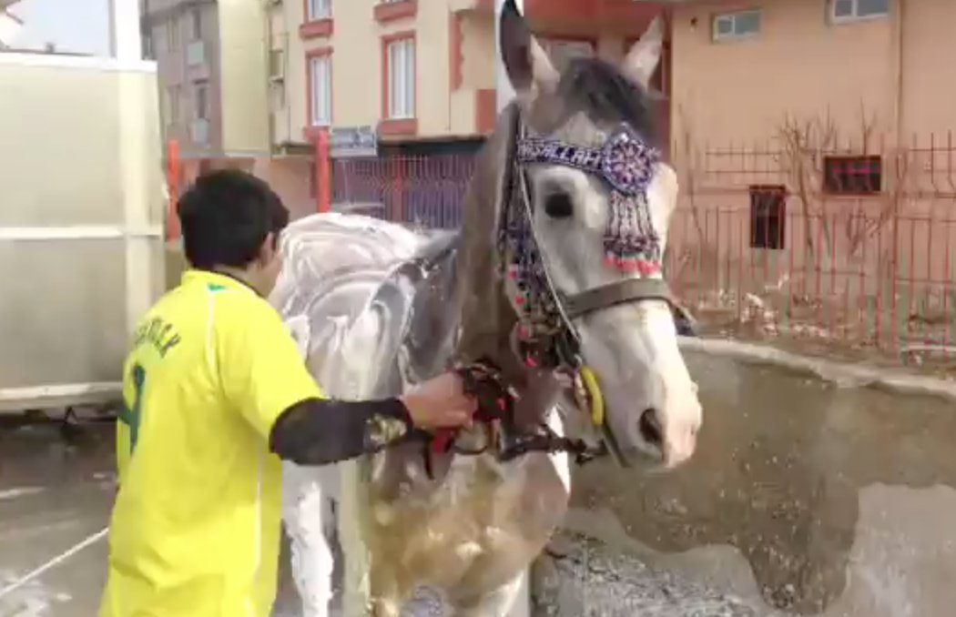 Atı, Otomobil gibi yıkadılar