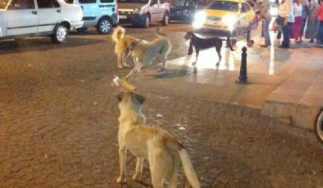 Köpeklere bir çare bulunmalı!