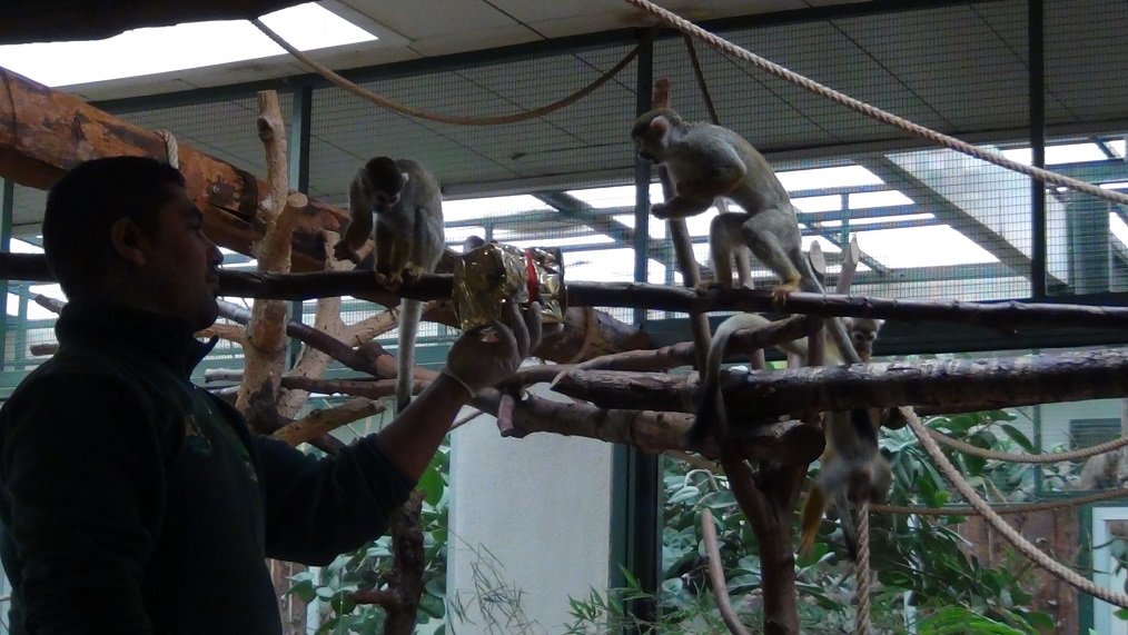 Darıca'da Dünya Maymunlar Günü kutlandı 