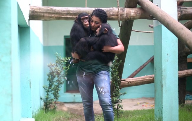 Bebek şempanzelere veteriner annelik yapıyor!