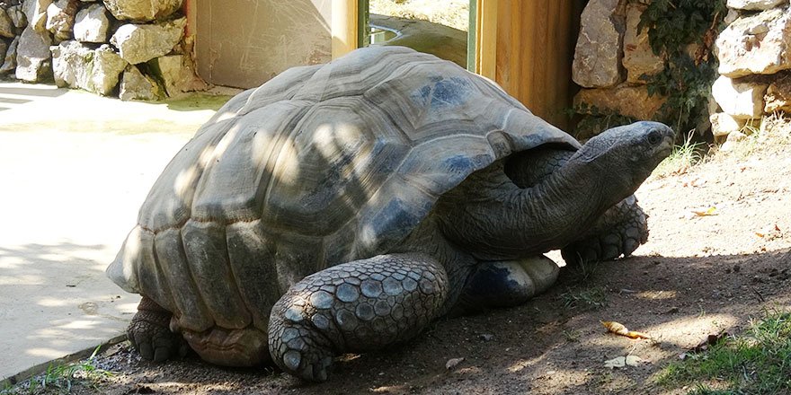 Türkiye'nin en yaşlı kaplumbağası Darıca'da yaşıyor
