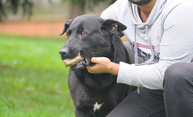 Ağzında taş taşıyan köpek, yavrularını kaybetmiş