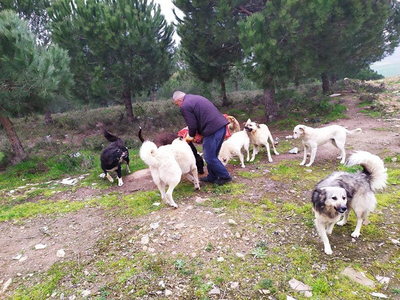 Gebze Belediyesi sokak canlarını unutmadı