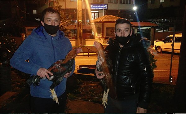 50-60 Bin TL değerindeki horoz ve tavuklarını çalanı buldu