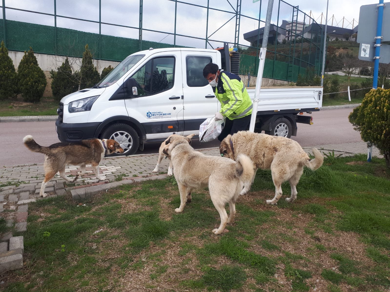 20 ton mama sokak hayvanlarına verildi