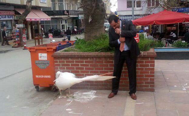 Darıca'nın pelikanı, Arif Gülen'i ısırdı