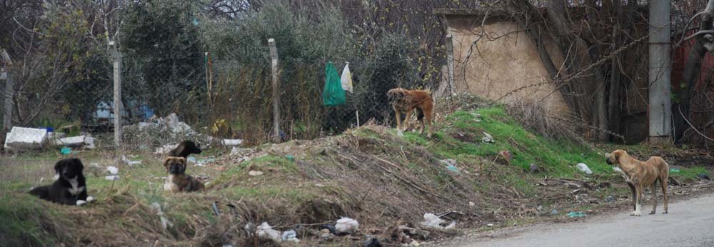 Köpekler, herkese saldırıyor!