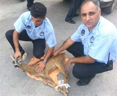 Yaralı Karaca, Darıca Hayvanat Bahçesi'ne teslim edildi