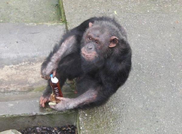 Şempanzelere vitaminli sıcak çay