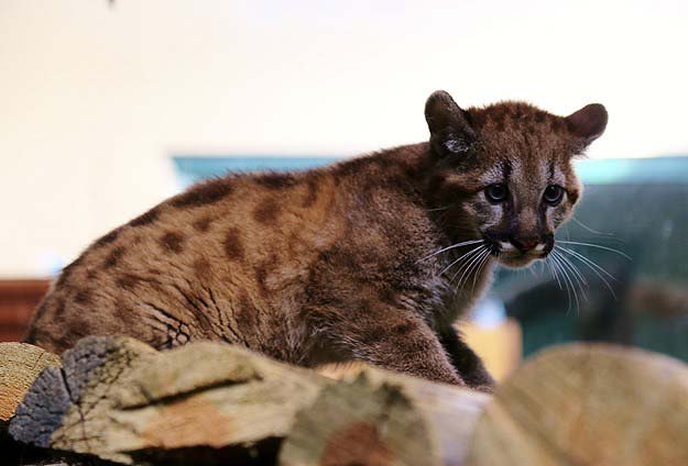 Darıca'da Puma yavrusunun ismi anketle belirlendi