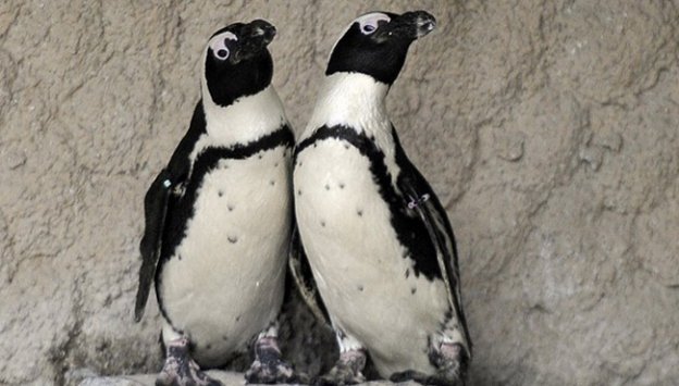 Darıca'da yavru penguen sevinci