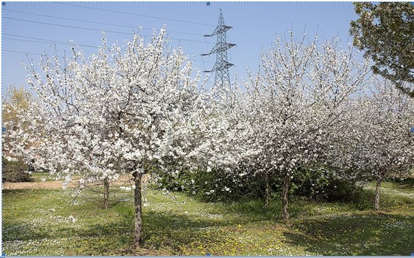  Darıcalılar'a ücretsiz Mahlep fidanı dağıtılacak