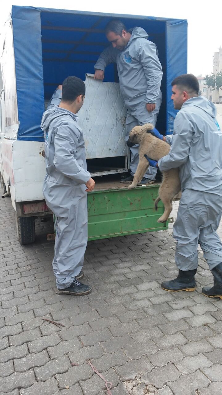 Darıca'da sokak hayvanları toplatılıyor