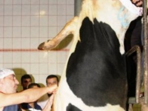 Süt para etmeyince inekler kesiliyor