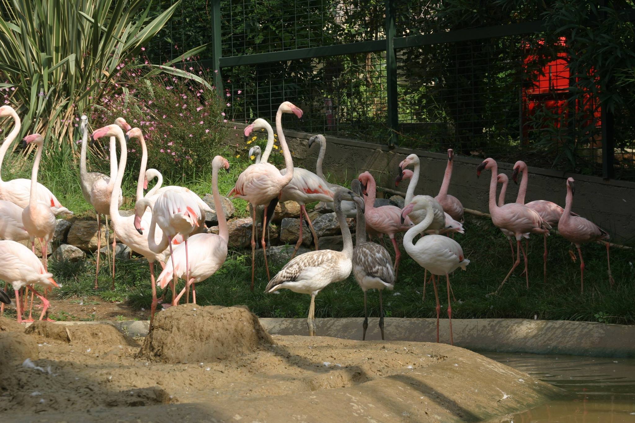 Yavru flamingolar hızla büyüyor
