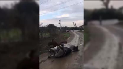 Elektrik akımına kapılan 2 attan 1’i telef oldu !