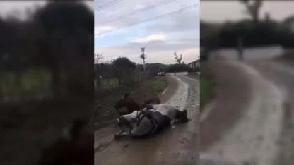 Elektrik akımına kapılan 2 attan 1’i telef oldu !