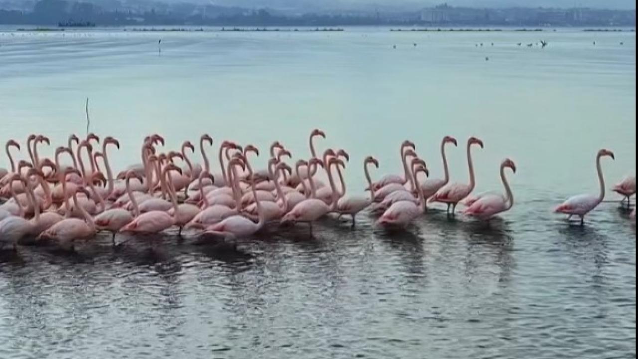 İzmit Körfezi’nde pembe flamingoların dansı