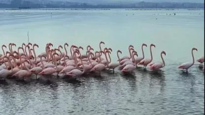 İzmit Körfezi’nde pembe flamingoların dansı