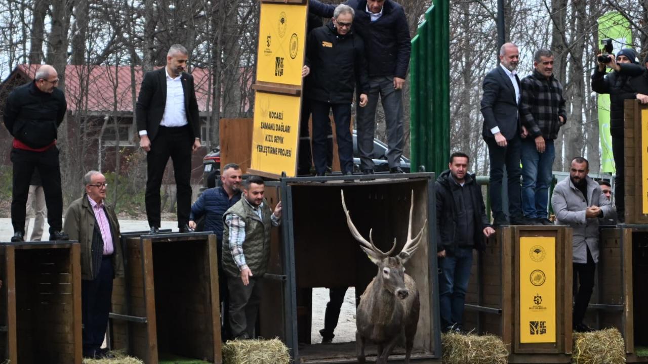 8 kızıl geyik daha Kuzuyayla’da doğaya salındı