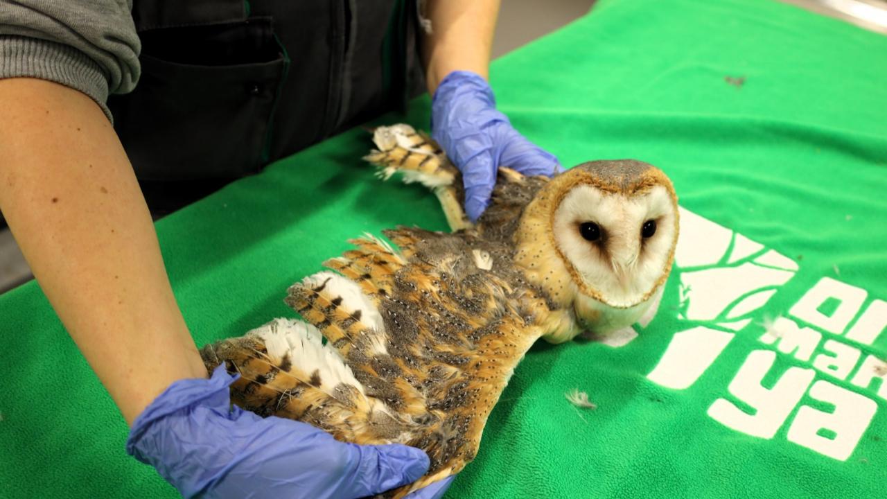 Bu merkez yaban hayvanlarına umut oluyor