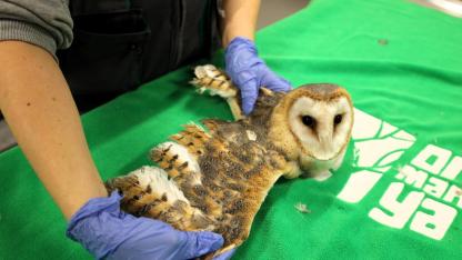 Bu merkez yaban hayvanlarına umut oluyor