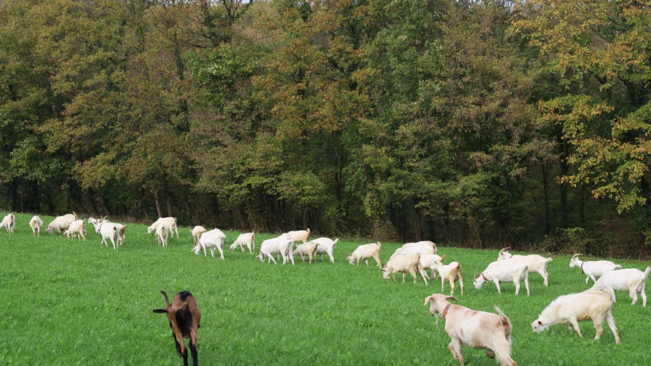 Süt otu desteği meraları berekete kavuşturdu
