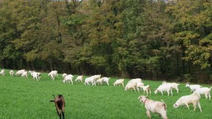 Süt otu desteği meraları berekete kavuşturdu