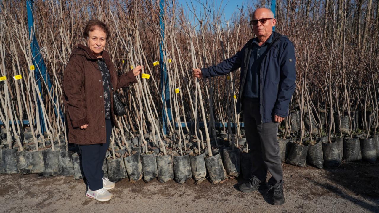 Büyükşehir, 3.600 Trabzon hurması fidanı dağıtıyor