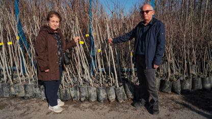 Büyükşehir, 3.600 Trabzon hurması fidanı dağıtıyor