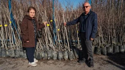Büyükşehir, 3.600 Trabzon hurması fidanı dağıtıyor
