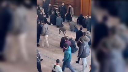 Camiye giren pitbull, cemaatin arasında bir tur attıktan sonra çıkarıldı