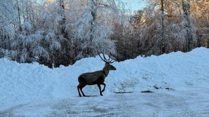 Karla kaplanan Kuzu Yayla Tabiat Parkı'nda kızılgeyik görüntülendi