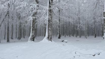 Kocaeli’nin Güneyinde Kuvvetli Kar Yağışı Bekleniyor