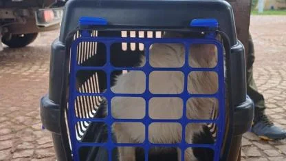 Evde beslediği 38 köpek ve 17 kediye, belediye ekipleri el koydu