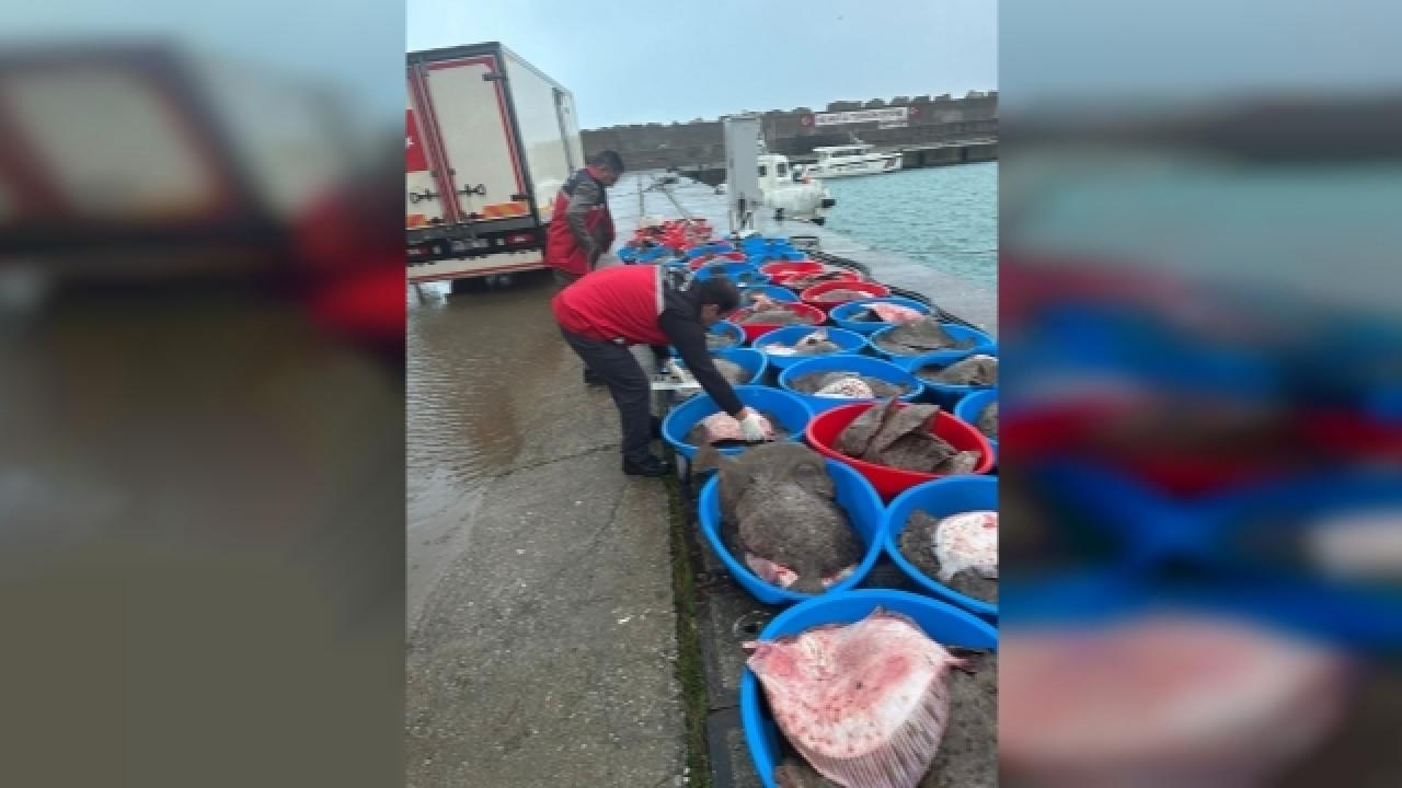 Kandıra’da yasa dışı avlanan 500 kalkan balığı ele geçirildi