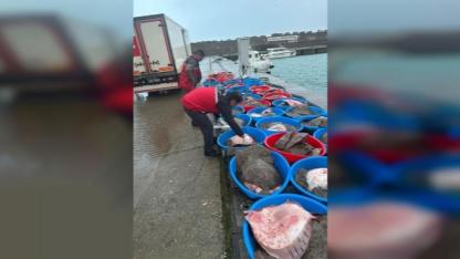 Kandıra’da yasa dışı avlanan 500 kalkan balığı ele geçirildi