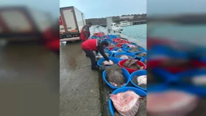 Kandıra’da yasa dışı avlanan 500 kalkan balığı ele geçirildi