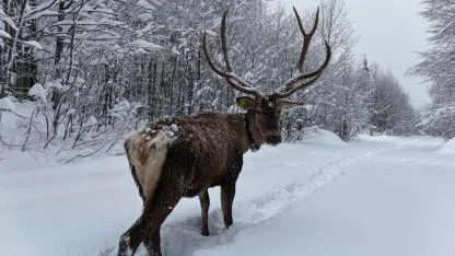 Kuzuyayla’nın müdavimi kızıl geyikler