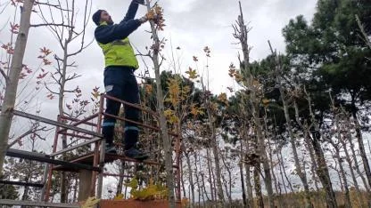 On binlerce bitki Büyükşehir fidanlığında yetişiyor