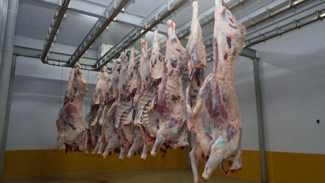 Büyükşehir Mezbahası’nda hijyenik ve helal kesim