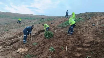 Gebze’de 4 bin 500 sedir ağacı toprakla buluştu