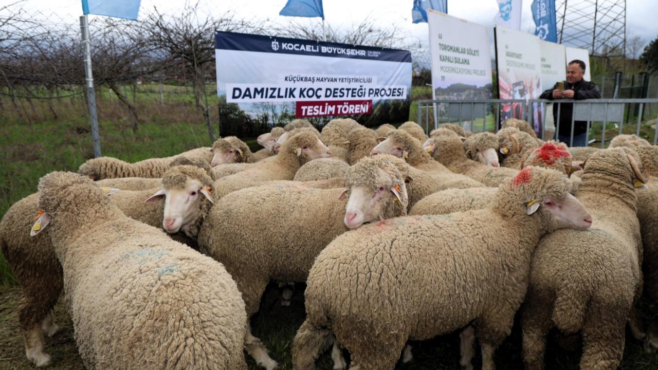 Büyükşehir’den hayvancılığa damızlık koç desteği