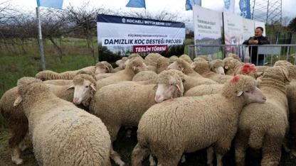 Büyükşehir’den hayvancılığa damızlık koç desteği