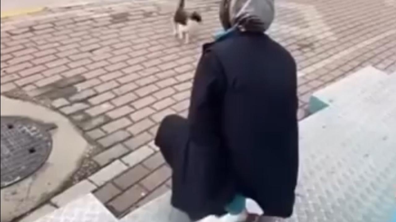 Kedinin yüzüne yağ çözücü sprey sıkan market çalışanı adli kontrol şartıyla serbest